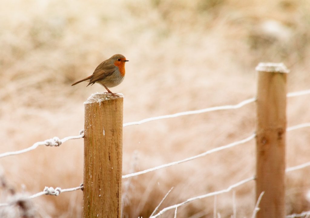 winter, robin, bird-843578.jpg